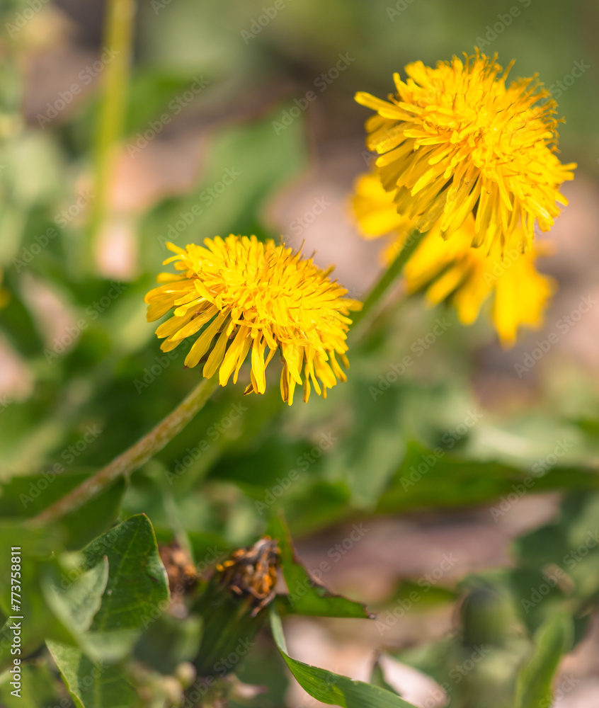 Yellow dandelion flowers in nature in spring Yellow dandelion flowers in nature in spring
