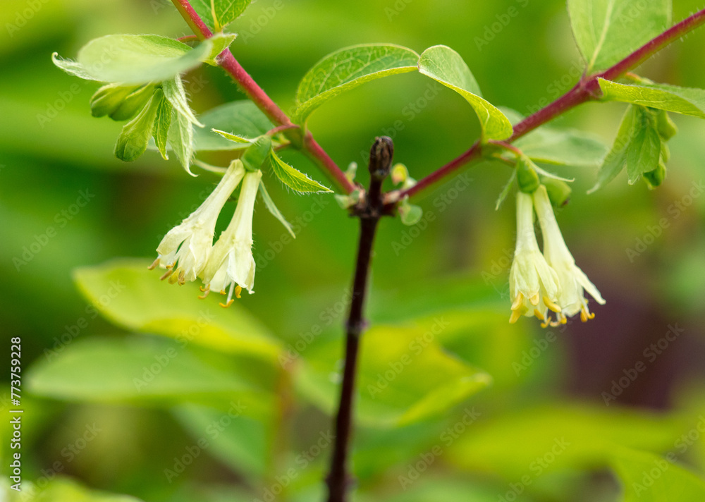 Flowers of the honeysuckle plant in nature. Close-up Flowers of the honeysuckle plant in nature. Close-up