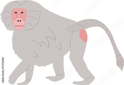 Baboon monkey
