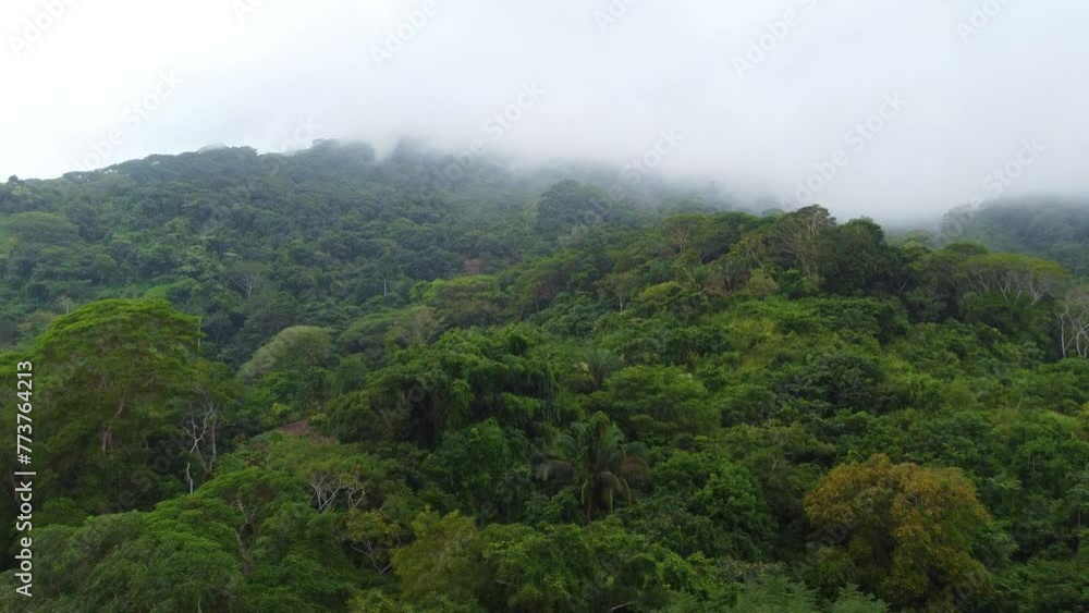 Aerial drone shot passing over the green treetops of a dense tropical forest on a misty day in Minca, Columbia  