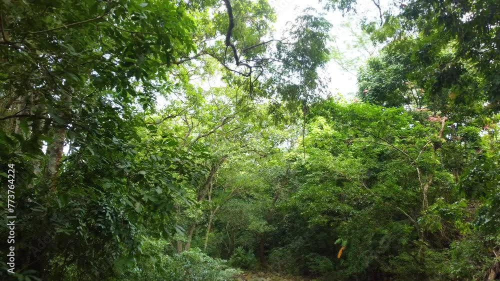 Drone shot passing through a valley surrounded by a thick dense tropical forest, the overgrown trees covered in vibrant green leaves, Santa Marta, Magdalena Drone shot passing through a valley surrounded by a thick dense tropical forest, the overgrown trees covered in vibrant green leaves, Santa Marta, Magdalena