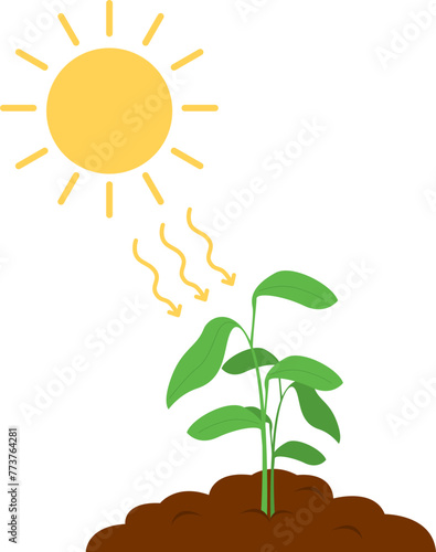 Photosynthesis Illustration