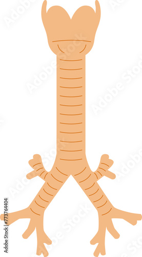 Trachea
