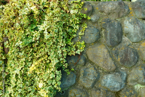 石壁と草