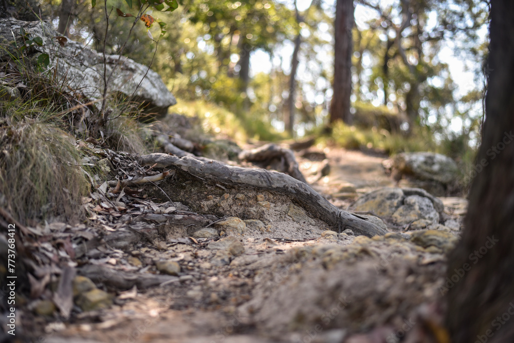 Tree root growing over a path in the forest Tree root growing over a path in the forest