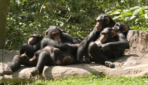 a group of chimpanzees enjoying a leisurely aftern upscaled 19 photo