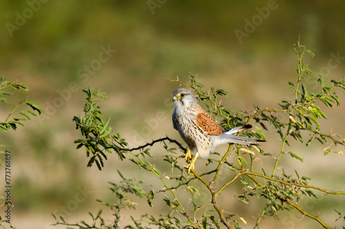 Φωτογραφία Common kestrel or Falco tinnunculus, a bird of prey species observed in Lesser R