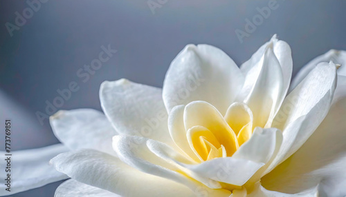 white flower on a light background