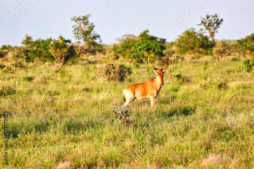 Cokes Hartebeest watches carefully over passing tourists at Tsavo East National Park, Kenya, Africa photo