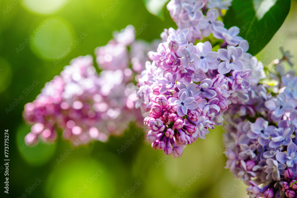 Pink lilac blooms in the Botanical garden
Pink lilac blooms in the Botanical garden