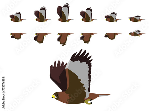 Red-Tailed Hawk Flying Animal Animation Sequence Cartoon Vector