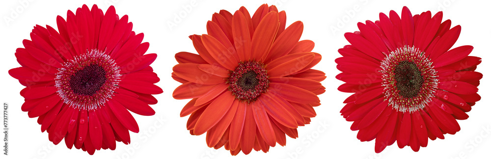 Beautiful red daisy flower on isolated transparent background. Tropical flowering plants concept Beautiful red daisy flower on isolated transparent background. Tropical flowering plants concept