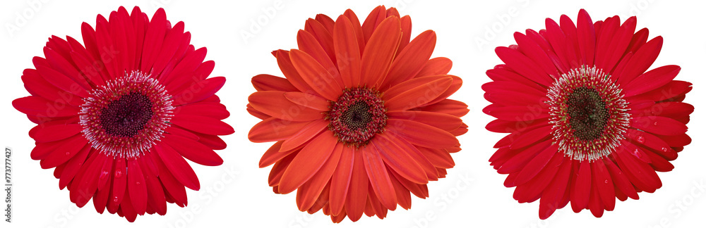 Beautiful red daisy flower on isolated transparent background. Tropical flowering plants concept