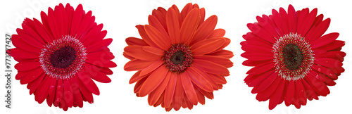 Beautiful red daisy flower on isolated transparent background. Tropical flowering plants concept