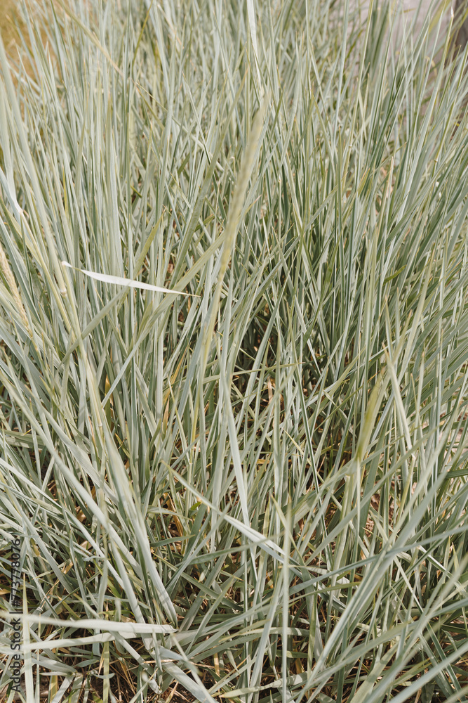 Fototapeta premium Closeup view of green grass. Natural simplicity