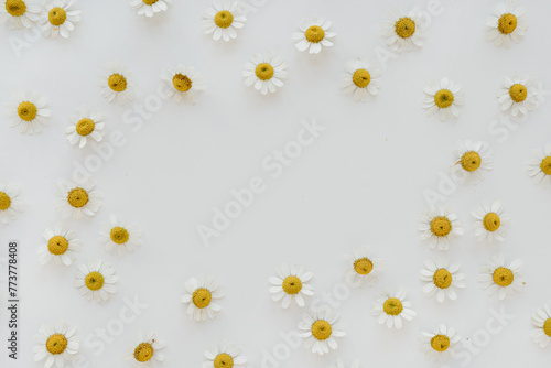 Blank frame with mockup copy space. Chamomile daisy flower buds on white background. Creative lifestyle, summer, spring concept. Copy space, flat lay, top view