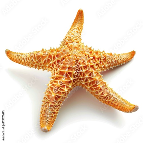 Isolated Caribbean Starfish: Exotic and Colorful Marine Life for Your Tropical Holiday Themed Designs