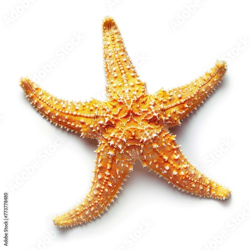 Tropical Star, Isolated Starfish on White. Explore Caribbean Marine Life with this Beautiful Tropical Star Perfect for a Summer Holiday Look