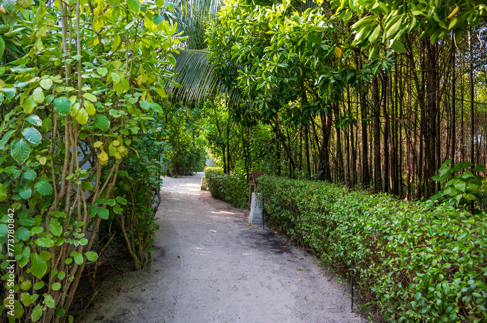 Naklejka premium Sandy path in a dense tropical green forest.