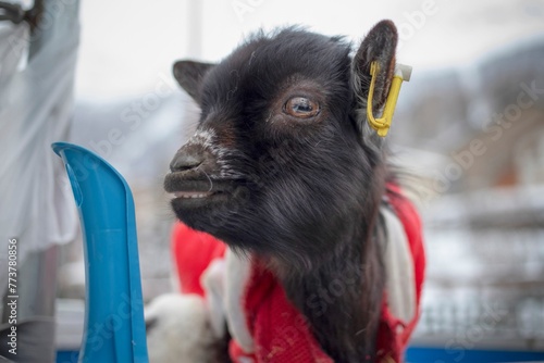 Portrait of a Nigerian Dwarf goat