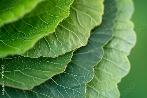 Close up of fresh green leaves with shallow depth of field,  Shallow depth of field