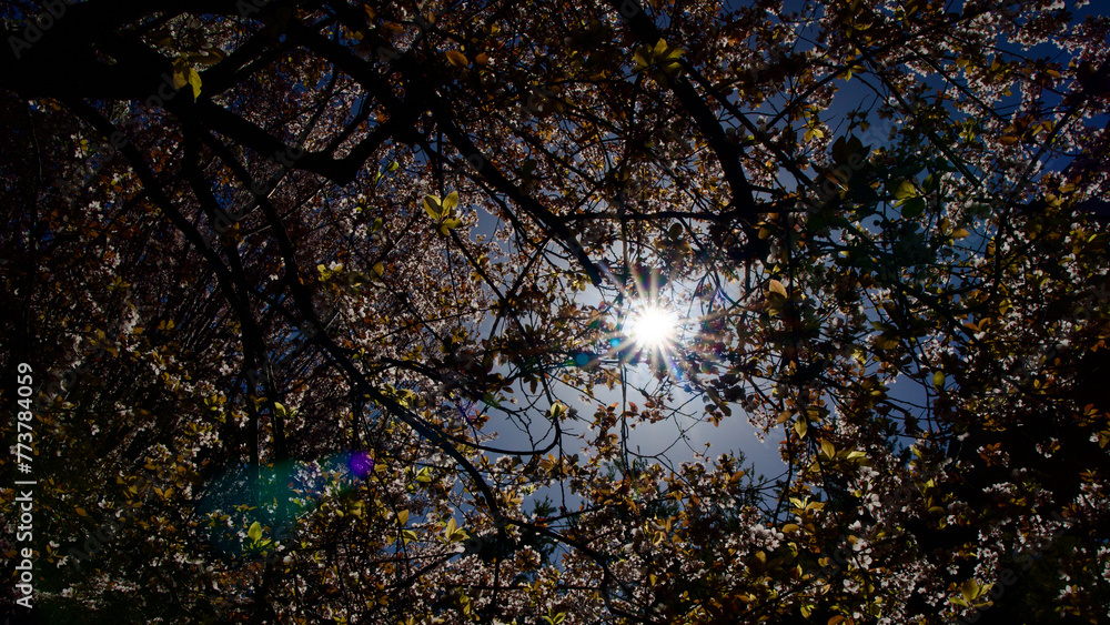 Fototapeta premium Spring flowers that bloom in April and May. Plum tree flower. Spring landscape.Plum blossom in front of blue sky. The focus is on the front.