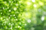 Green bokeh background from nature under tree shade and sun light