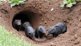 A Family Of Moles Digging Tunnels Underground  2