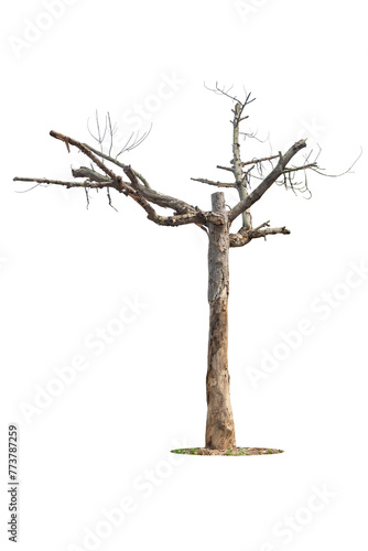 Dry branch of big dead tree with cracked dark bark stem. Beautiful old tree isolated on white background. Single old and dead tree on nature. Alone wooden trunk forest in fall season change