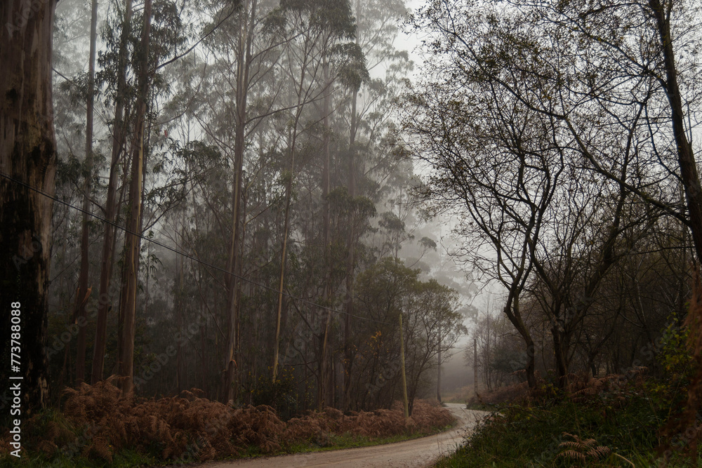 Fototapeta premium Paisaje o paraje otoñal cubierto por la neblina de la mañana.