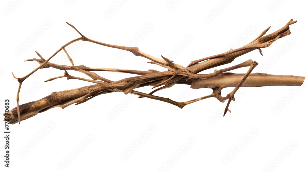 Fototapeta premium A close up of a branch on a tree, showcasing intricate patterns and textures in nature