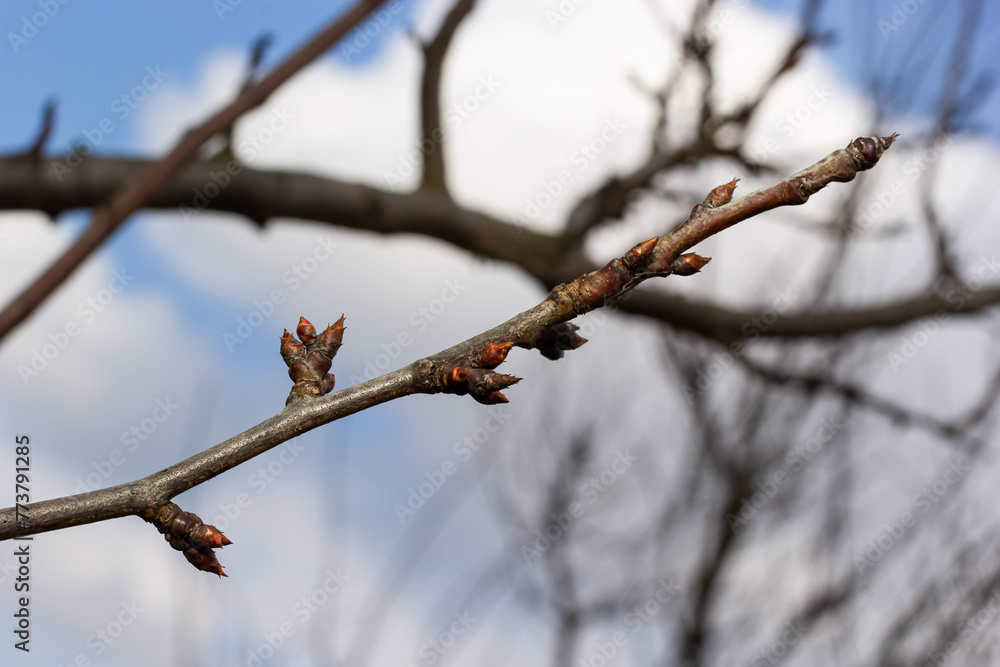 budding buds on a tree branch in early spring macro. Early spring, a twig on a blurred background. The first spring greens budding buds on a tree branch in early spring macro. Early spring, a twig on a blurred background. The first spring greens