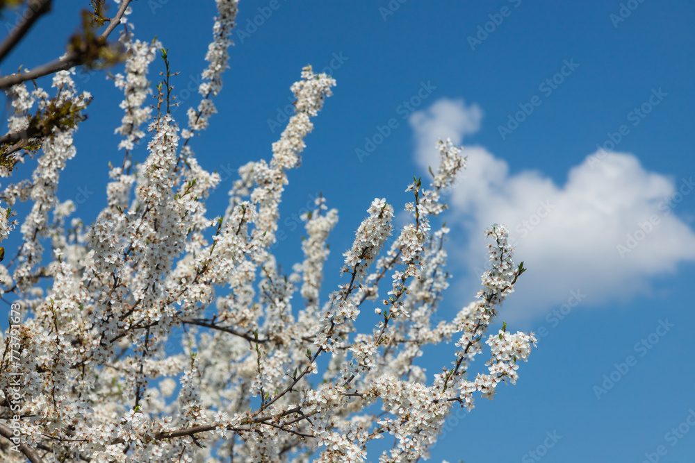 Selective focus of beautiful branches of plum blossoms on the tree under blue sky, Beautiful Sakura flowers during spring season in the park, Floral pattern texture, Nature background Selective focus of beautiful branches of plum blossoms on the tree under blue sky, Beautiful Sakura flowers during spring season in the park, Floral pattern texture, Nature background