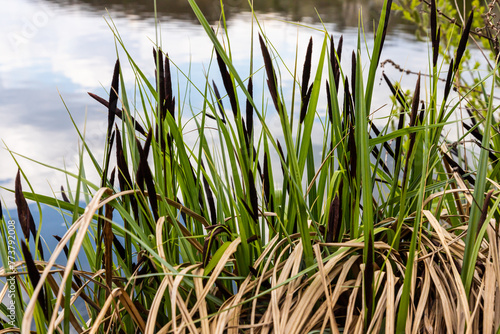 Carex acuta - found growing on the margins of rivers and lakes in the Palaearctic terrestrial ecoregions in beds of wet, alkaline or slightly acid depressions with mineral soil