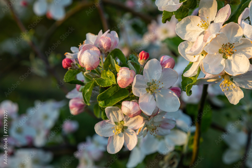 Obraz premium Flower buds, flowers and green young leaves on a branch of a blooming apple tree. Close-up of pink buds and blossoms of an apple tree on a blurred background in spring. Selective focus