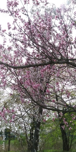 Wallpaper Mural Cherry Blossom(벚꽃) Torontodigital.ca