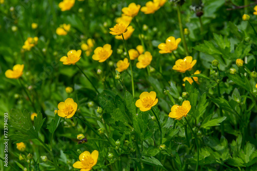 Close-up of Ranunculus repens  the creeping buttercup  is a flowering plant in the buttercup family Ranunculaceae  in the garden