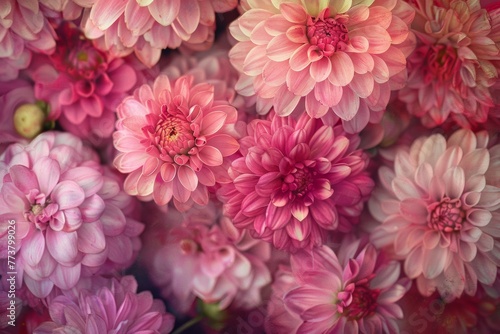 Lush coral and pink dahlias clustered together