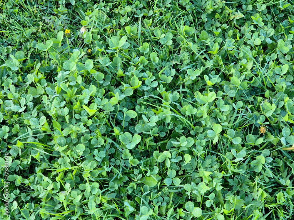 Green spring grass close view, green field background Green spring grass close view, green field background