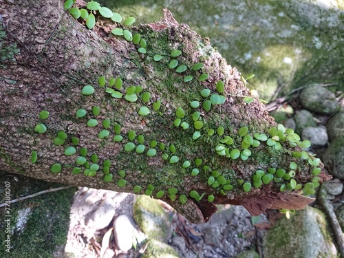 Green Leaves Growing on a Tree Surface