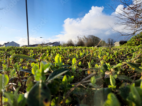 Green spring grass close view, green field background photo