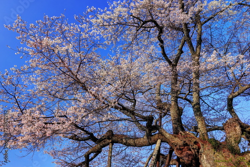 本郷の千年桜
