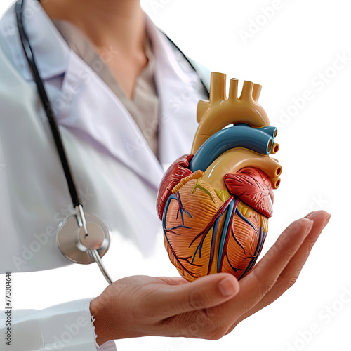 Doctor hand holding heart model human body anatom on white background photo