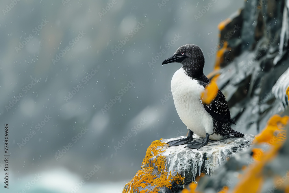 Fototapeta premium The majestic Great Auk, set against the harsh cliffs of the North Atlantic where it once nested. 35-