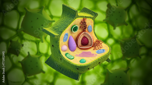 Fotografía Plant cell structure. 3D illustration