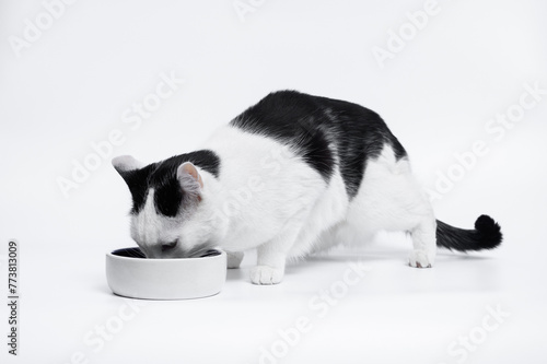 Kot stoi przy misce, je karmę, izolowany na bialym tle