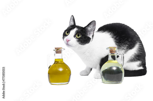 Piekny czarno-bialy kot domowy siedzi przy butelkach wypełnionych olejem, zdrowy tłuszcz  photo