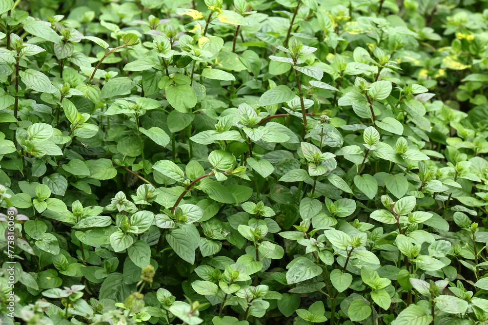 Wasserminze, Pfefferminze, Minze, Menta piperita, Mentha aquatica, Menta pulgium, Mentha balsamea Wasserminze, Pfefferminze, Minze, Menta piperita, Mentha aquatica, Menta pulgium, Mentha balsamea