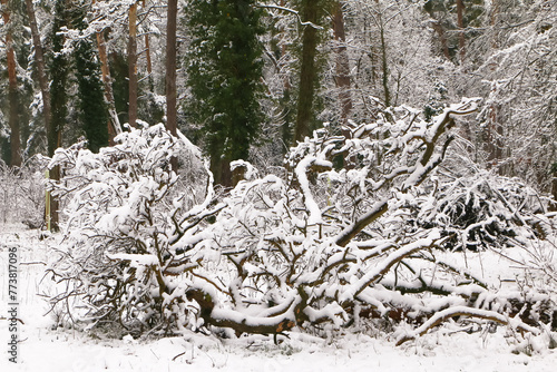 Schnee auf umgestürzten Bäumen