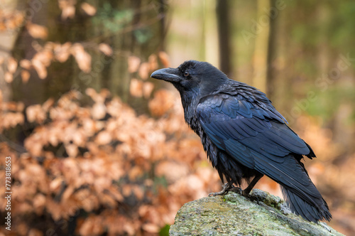 the common raven perching on a stone in a forest with autumn colored leaves